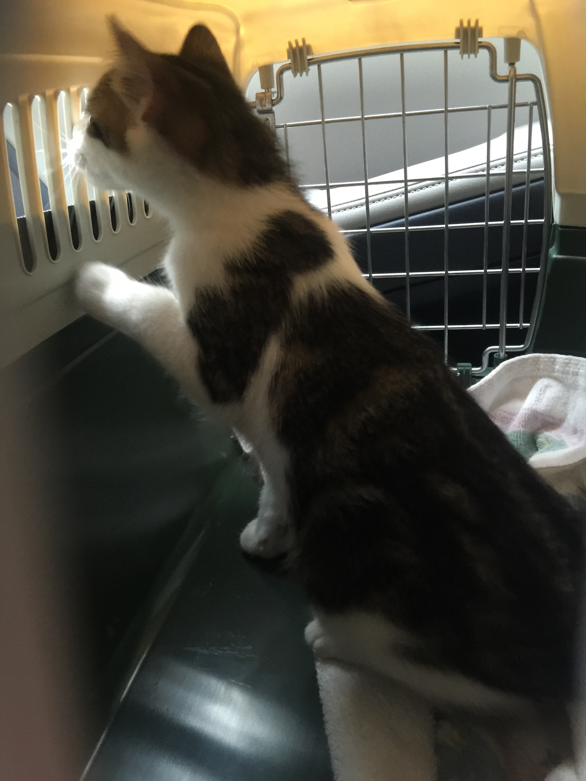 Skittlepants in the car on the way home.