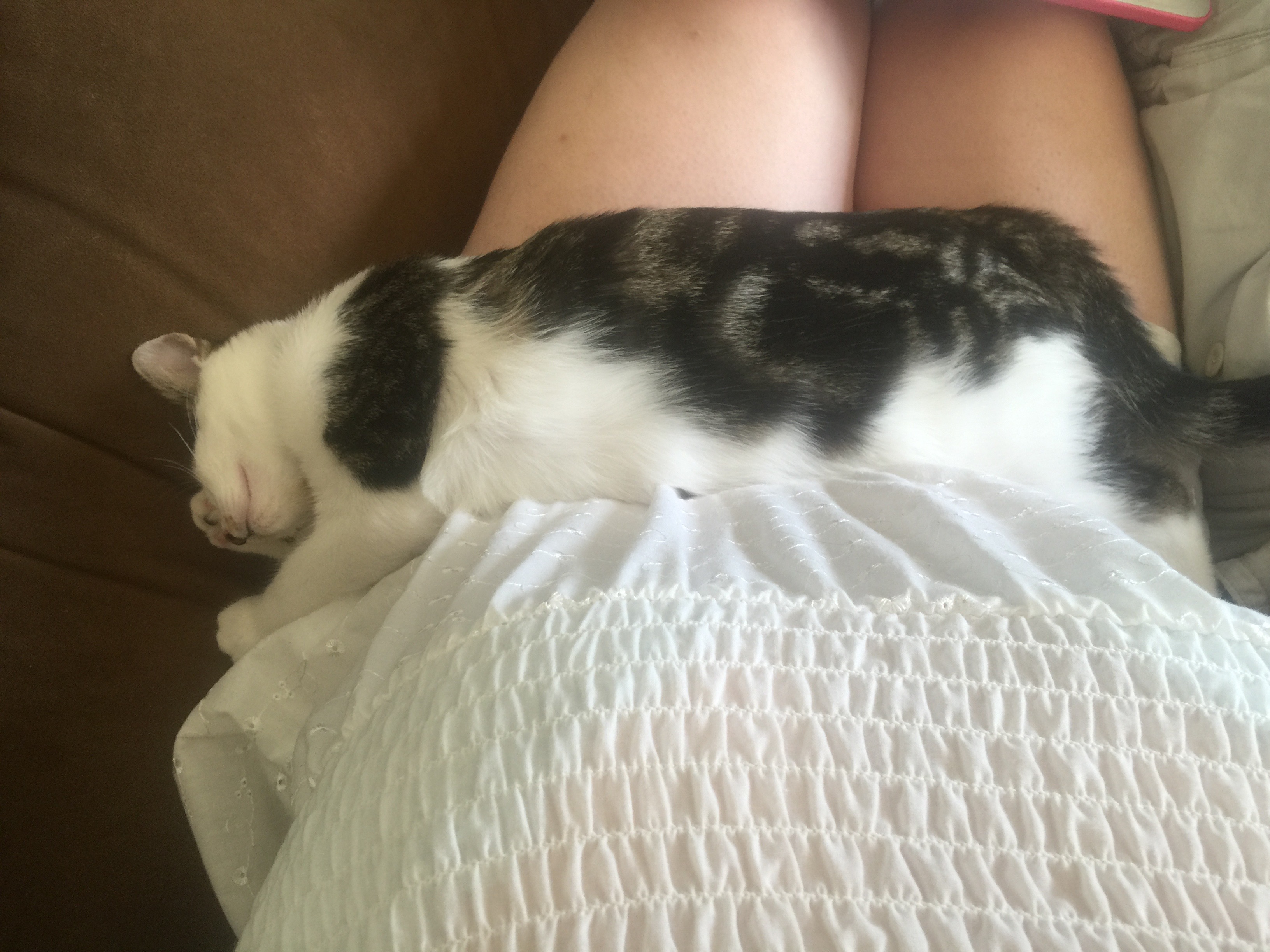 My life now as a cat bed.