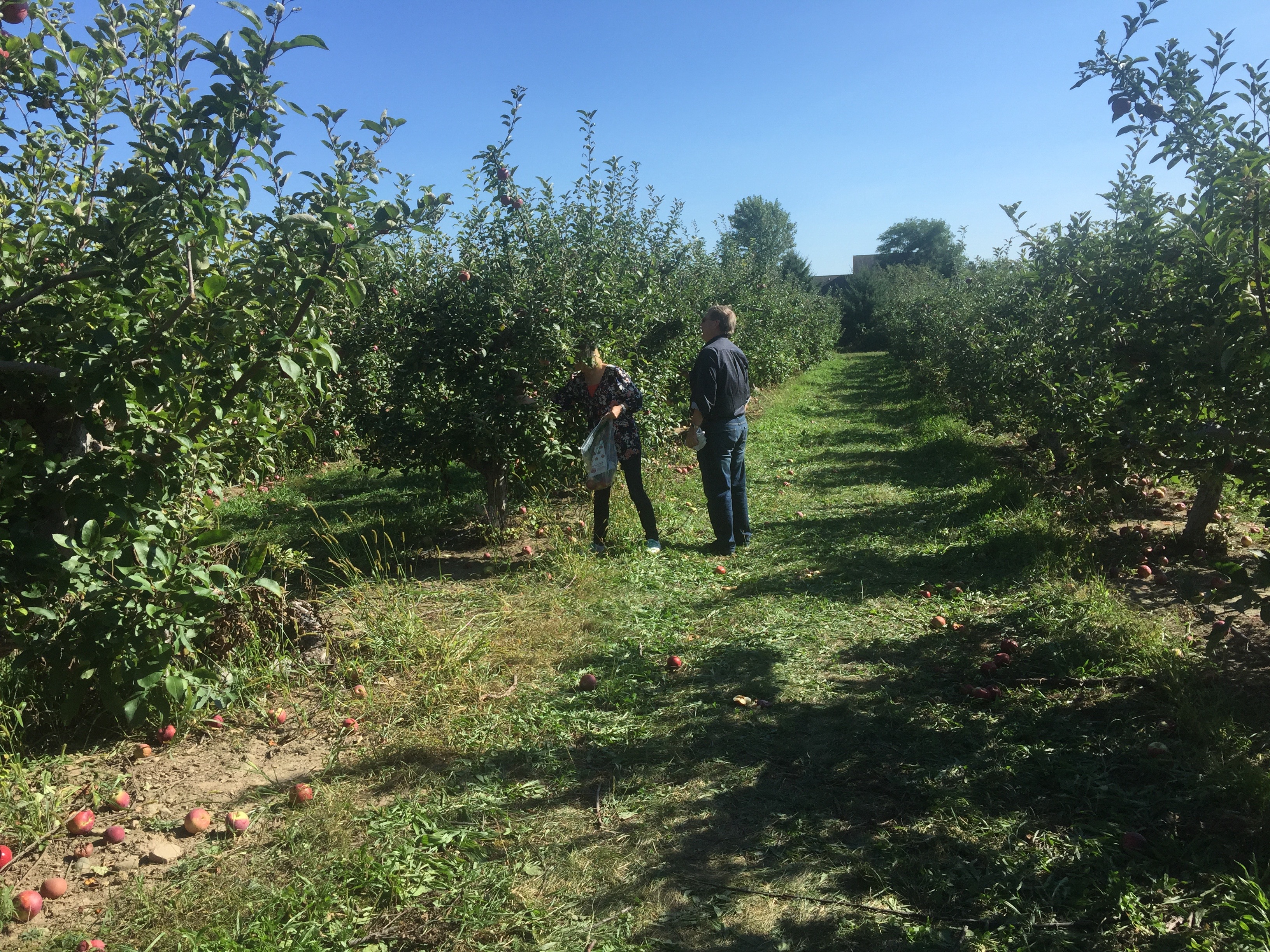 Dave and Lynn picking away! 