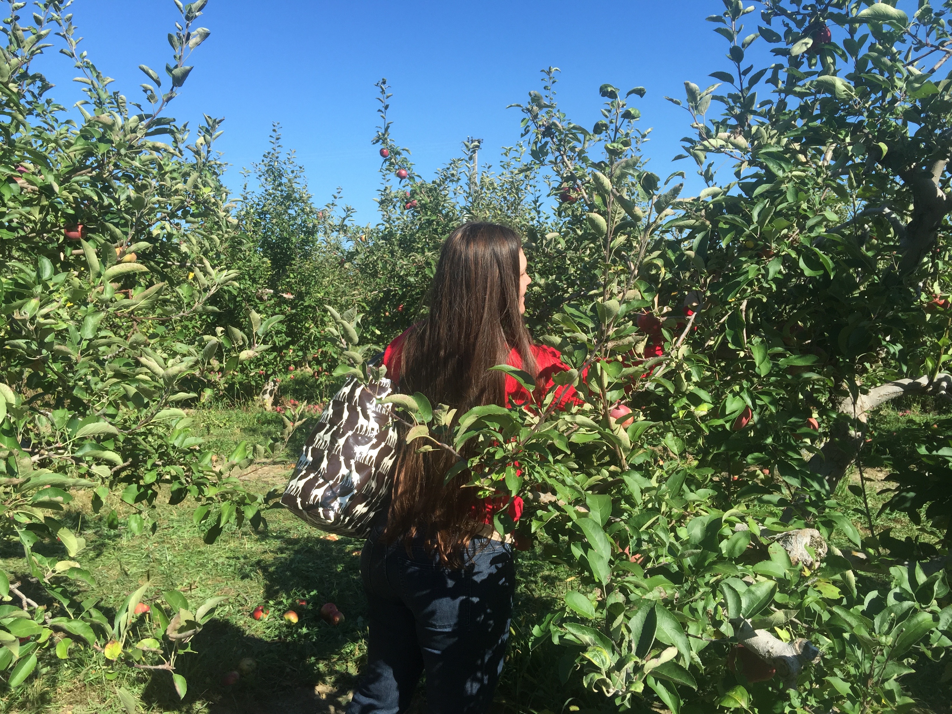 Me hunting for the juiciest one.