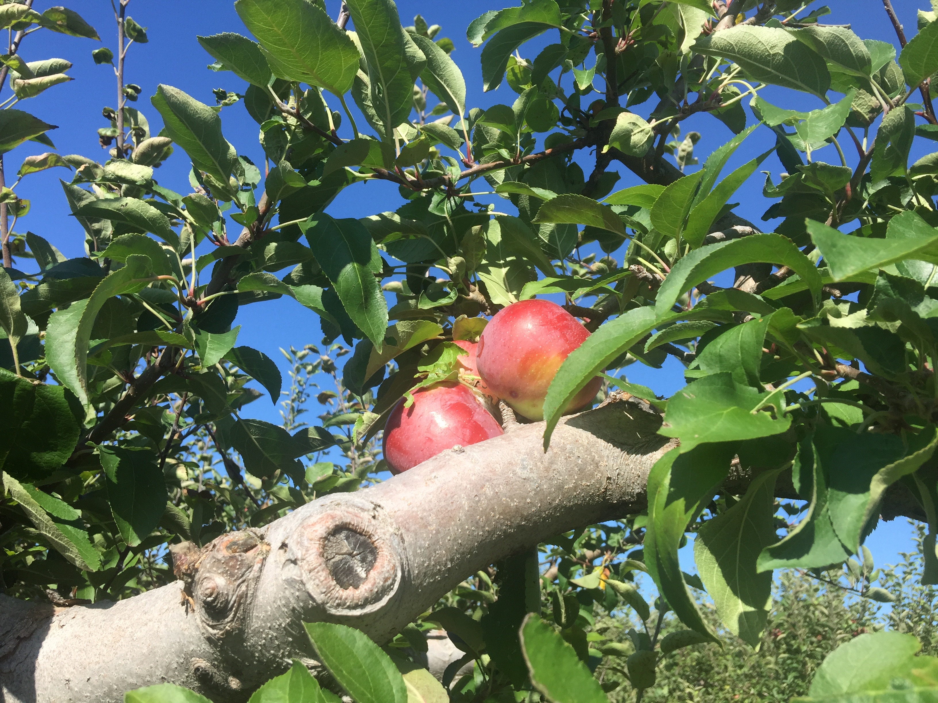 Gallas....the best red apple i ever did taste! 