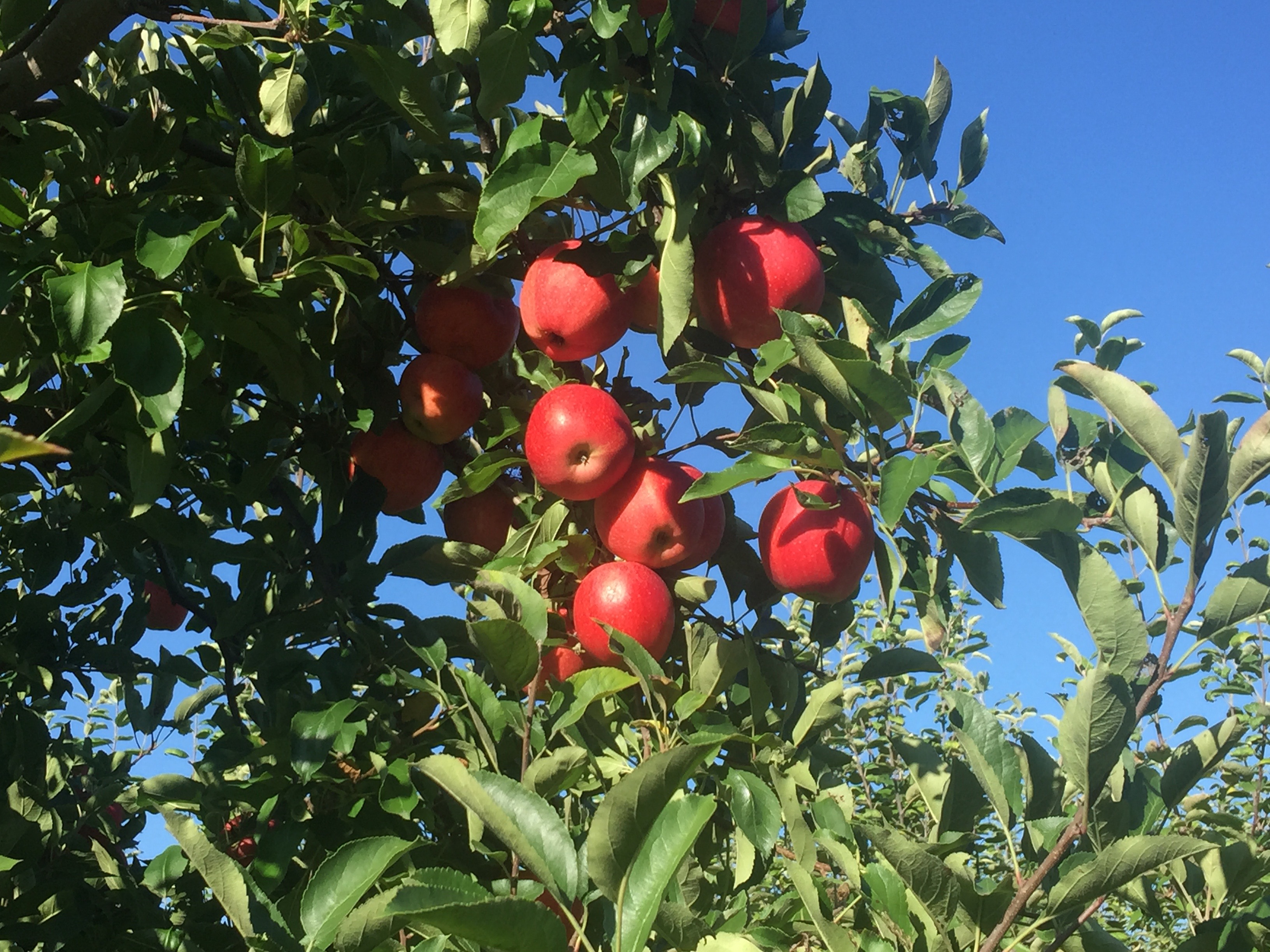 Macintoshes apples in all their glory...too high to be picked. 