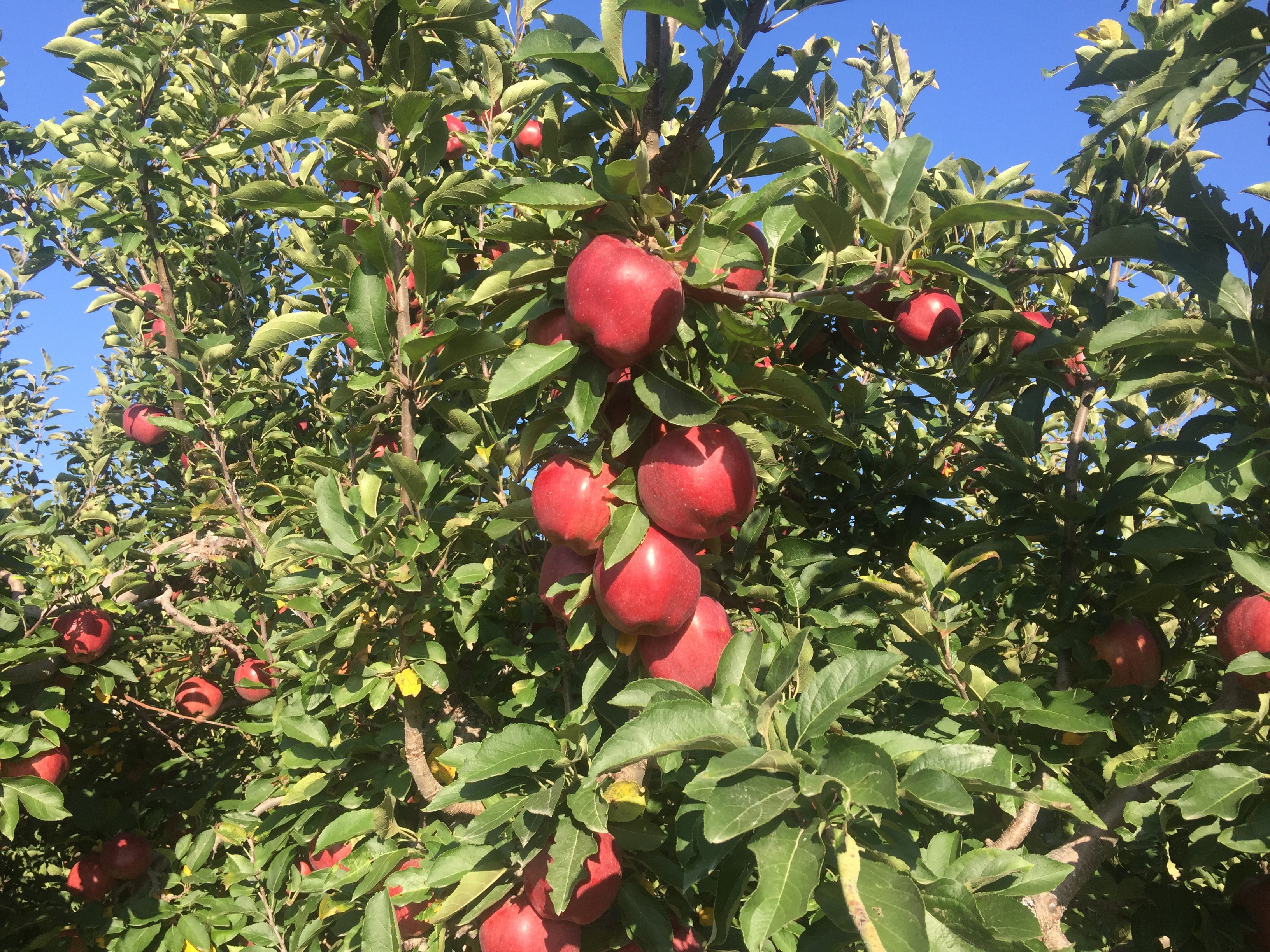 Beautiful Red Delicious apples.  